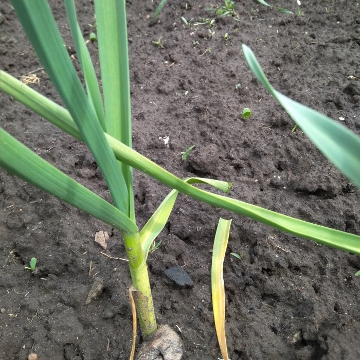 Three dressings of garlic for a large harvest