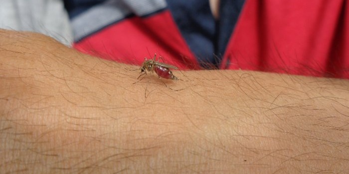 How to get rid of itching after a mosquito bite in 20 seconds