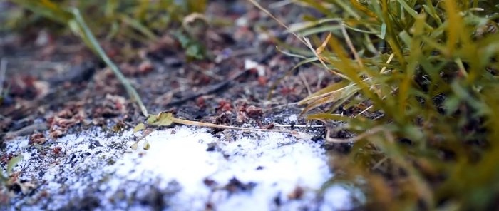 A method that will rid your garden of ants forever