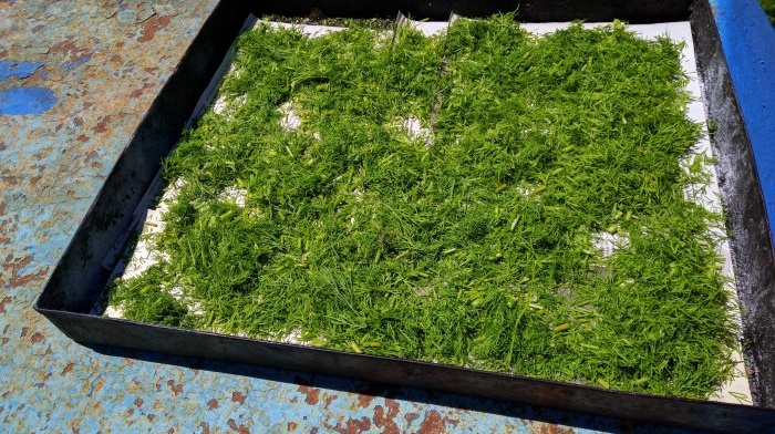 Collecting and drying dill in natural conditions