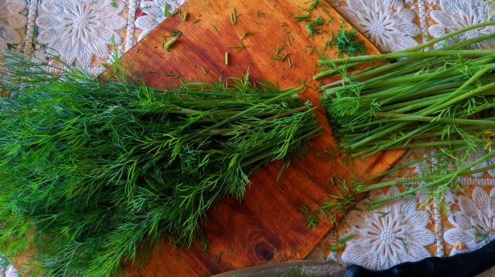 Collecting and drying dill in natural conditions