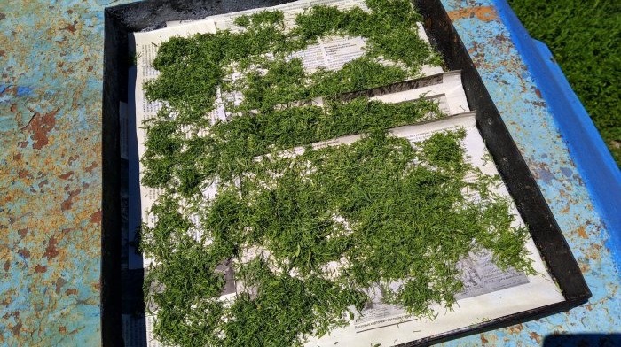 Collecting and drying dill in natural conditions