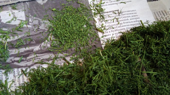 Collecting and drying dill in natural conditions