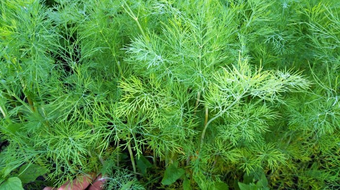 Collecting and drying dill in natural conditions