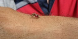 How to get rid of itching after a mosquito bite in 20 seconds