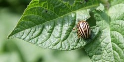 The beetle won't even fly up to the potato if you prepare this simple remedy.