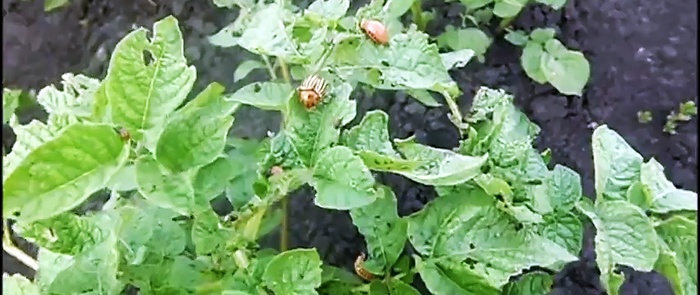 Colorado potato beetle poison mula sa grocery store