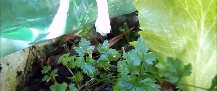 How to make an automatic watering system from an ordinary bottle