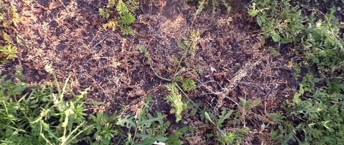 Everyone pours out this liquid, but it turns out it’s the best weed killer.