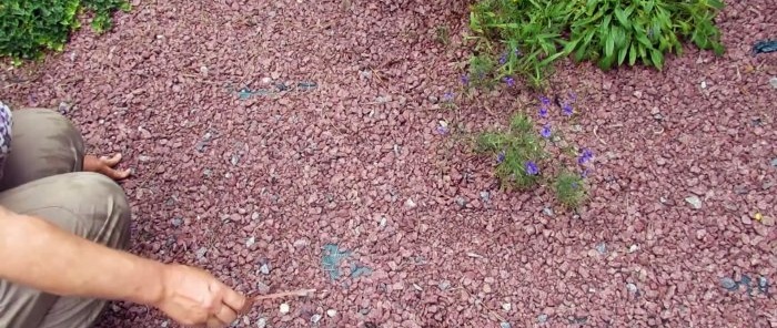 How to get rid of weeds in a flower bed with a 50-year guarantee