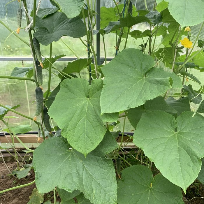 I share the secrets of growing a rich harvest of cucumbers