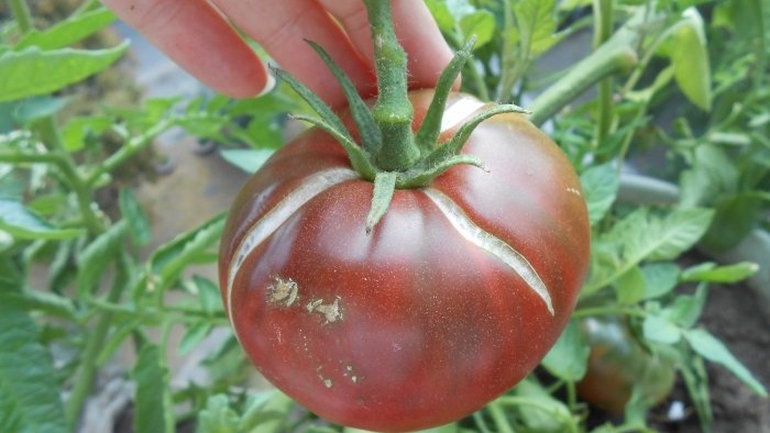 Simple prevention of tomatoes in mid-summer will get rid of late blight