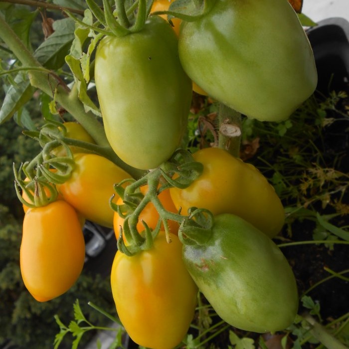 Simple prevention of tomatoes in mid-summer will get rid of late blight