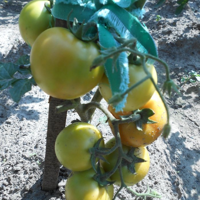 Simple prevention of tomatoes in mid-summer will get rid of late blight