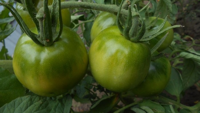 Simple prevention of tomatoes in mid-summer will get rid of late blight