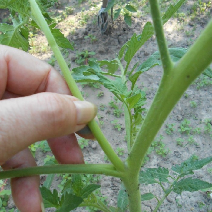 Simple prevention of tomatoes in mid-summer will get rid of late blight