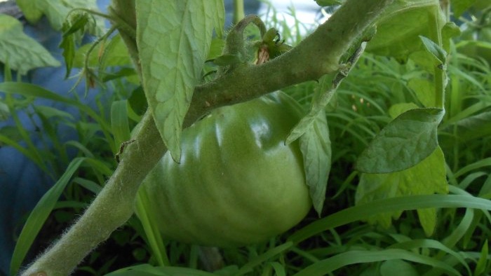 Simple prevention of tomatoes in mid-summer will get rid of late blight