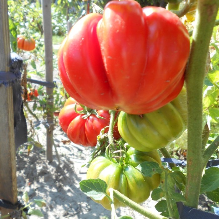 Simple prevention of tomatoes in mid-summer will get rid of late blight