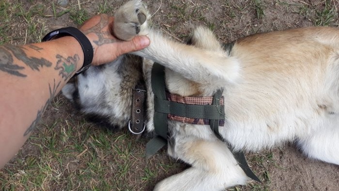 How to make a dog harness with your own hands