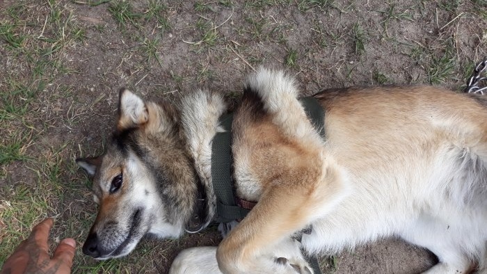 How to make a dog harness with your own hands