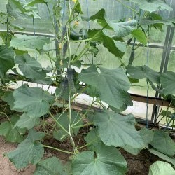 I share the secrets of growing a rich harvest of cucumbers