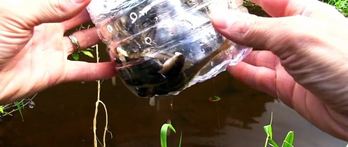 How to make a catchable fish trap from a PET bottle