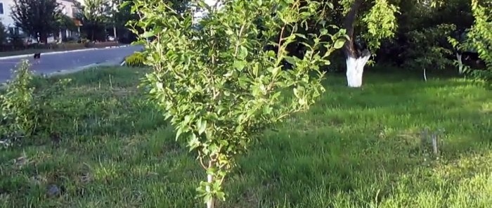 A cheap way to fight ants and aphids on trees