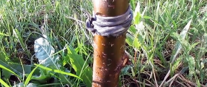 A cheap way to fight ants and aphids on trees