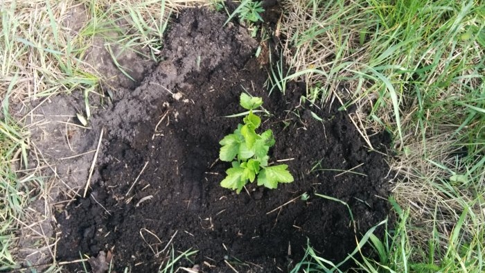 Rapid propagation of currants by layering in autumn