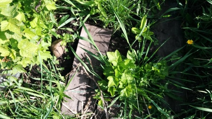 Rapid propagation of currants by layering in autumn