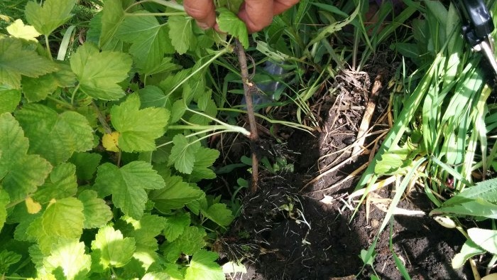 Rapid propagation of currants by layering in autumn