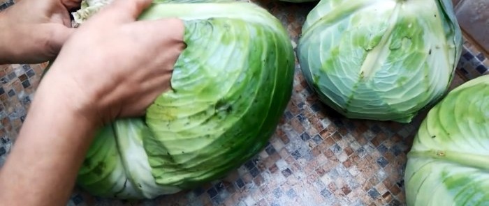 100 ways to preserve cabbage until the next harvest in the cellar, basement, attic or balcony