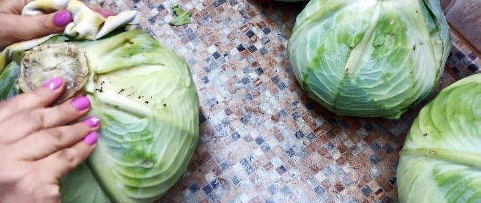 100 ways to preserve cabbage until the next harvest in the cellar, basement, attic or balcony