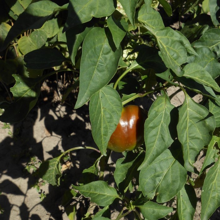 Means available to everyone for feeding sweet peppers