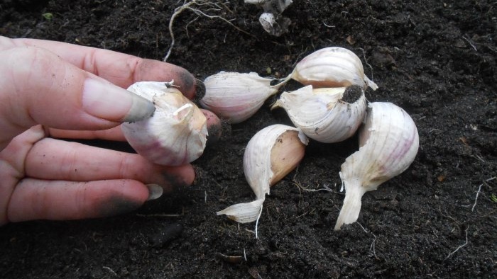 High-quality planting material for obtaining a bountiful harvest of winter garlic