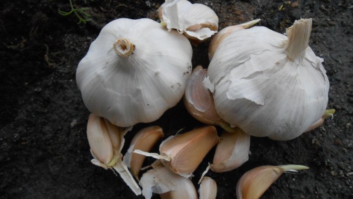 High-quality planting material for obtaining a bountiful harvest of winter garlic