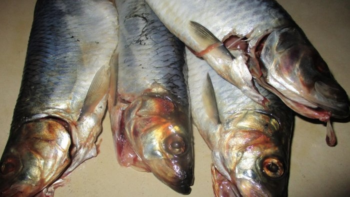 How to deliciously salt herring at home