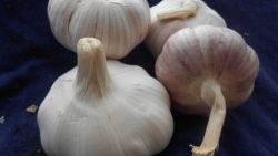 High-quality planting material for obtaining a bountiful harvest of winter garlic