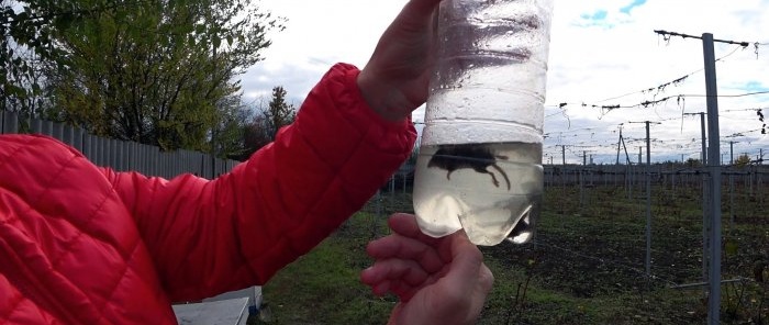 The simplest mousetrap made from a PET bottle in 1 minute