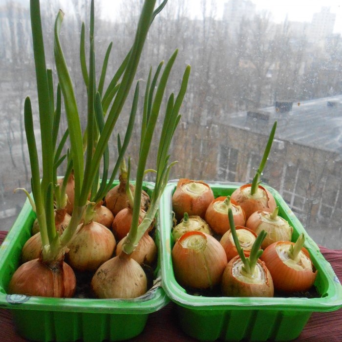 How to quickly grow onions on a windowsill - personal experience