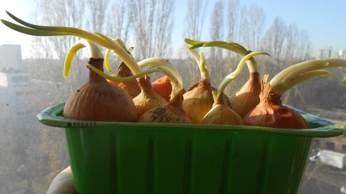 How to quickly grow onions on a windowsill - personal experience