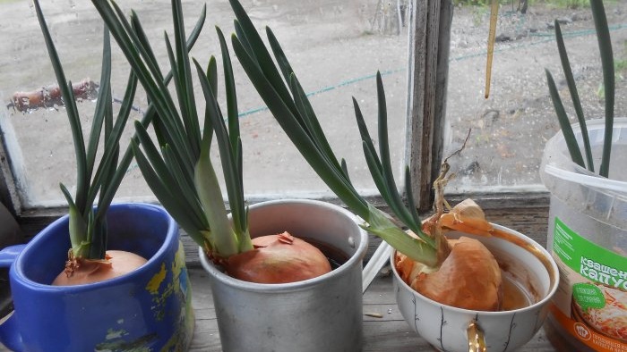 How to quickly grow onions on a windowsill - personal experience