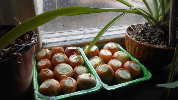 How to quickly grow onions on a windowsill - personal experience