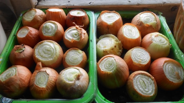 How to quickly grow onions on a windowsill - personal experience