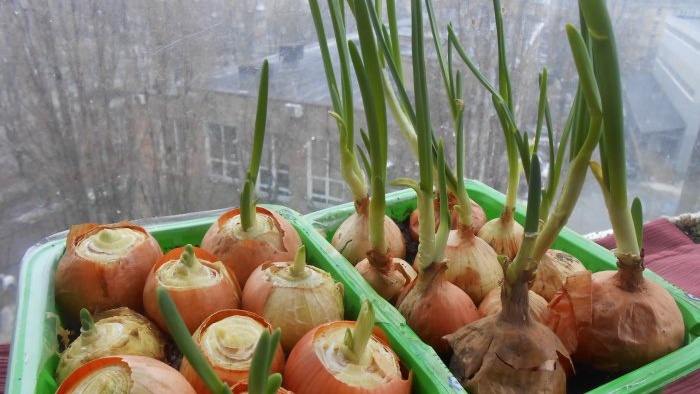 How to quickly grow onions on a windowsill - personal experience