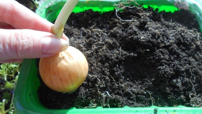 How to quickly grow onions on a windowsill - personal experience