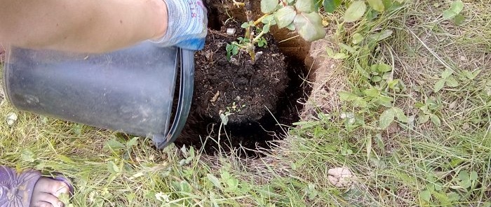 Ett intressant sätt att plantera rosor i Sibirien