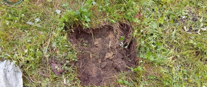 Ett intressant sätt att plantera rosor i Sibirien