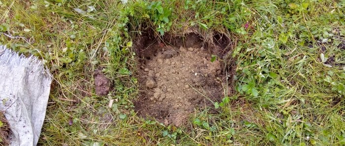 Ett intressant sätt att plantera rosor i Sibirien