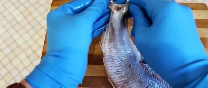 the carcass is torn in half by the halves of the caudal fin